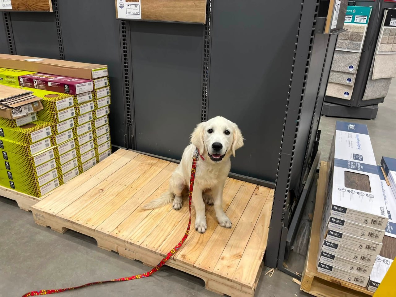 Therapy Dog Training
