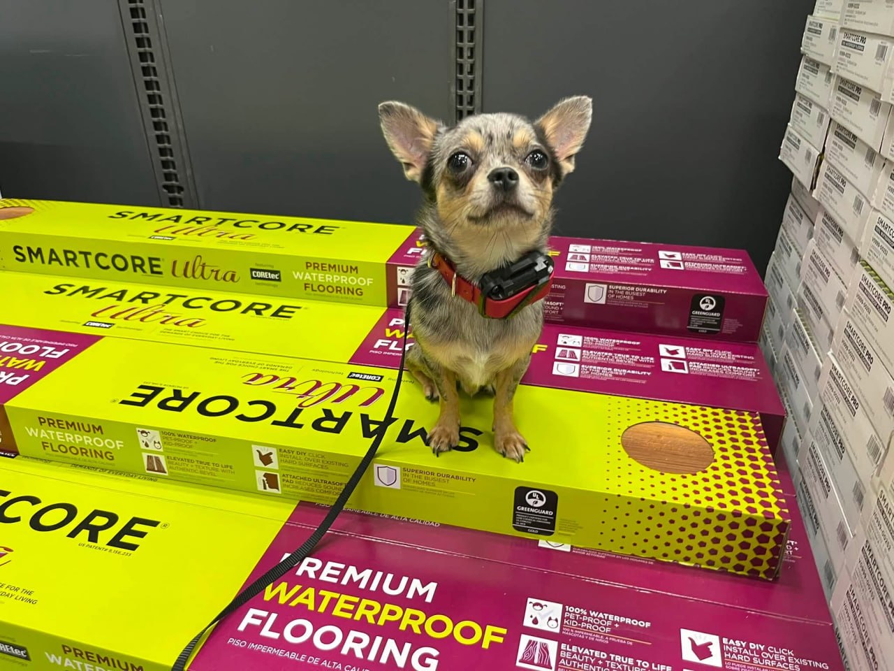 Service Dog Training
