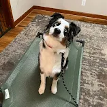 Dog Training in Jackson, SC | Top Priority K9 Training 11 Bluey the Australian Shepherd practicing place work in a Google review photo