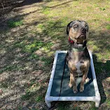 Dog Training in Jackson, SC | Top Priority K9 Training 10 Jasper practicing place work in a Google review photo